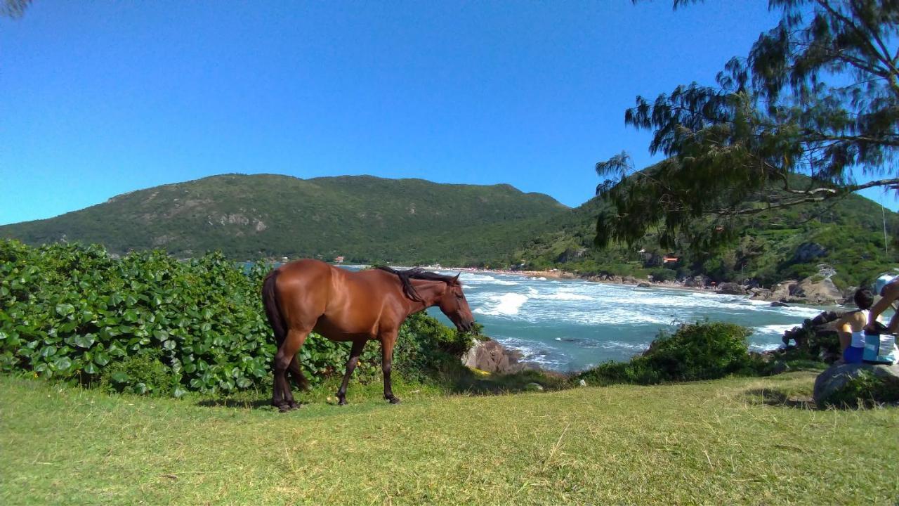 Chale Praia Da Armacao Florianópolis 외부 사진